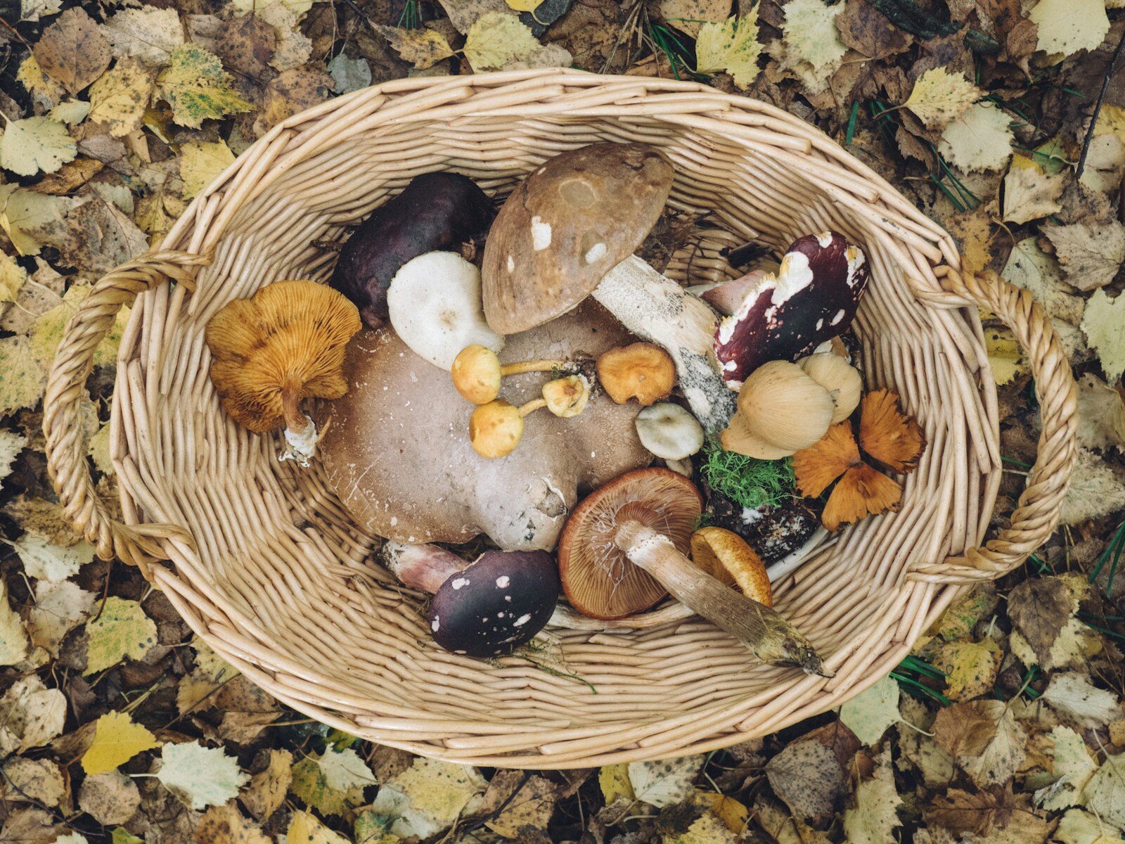 Panier garni de plusieurs variétés de champignons bio pour découvrir la culture chez soi