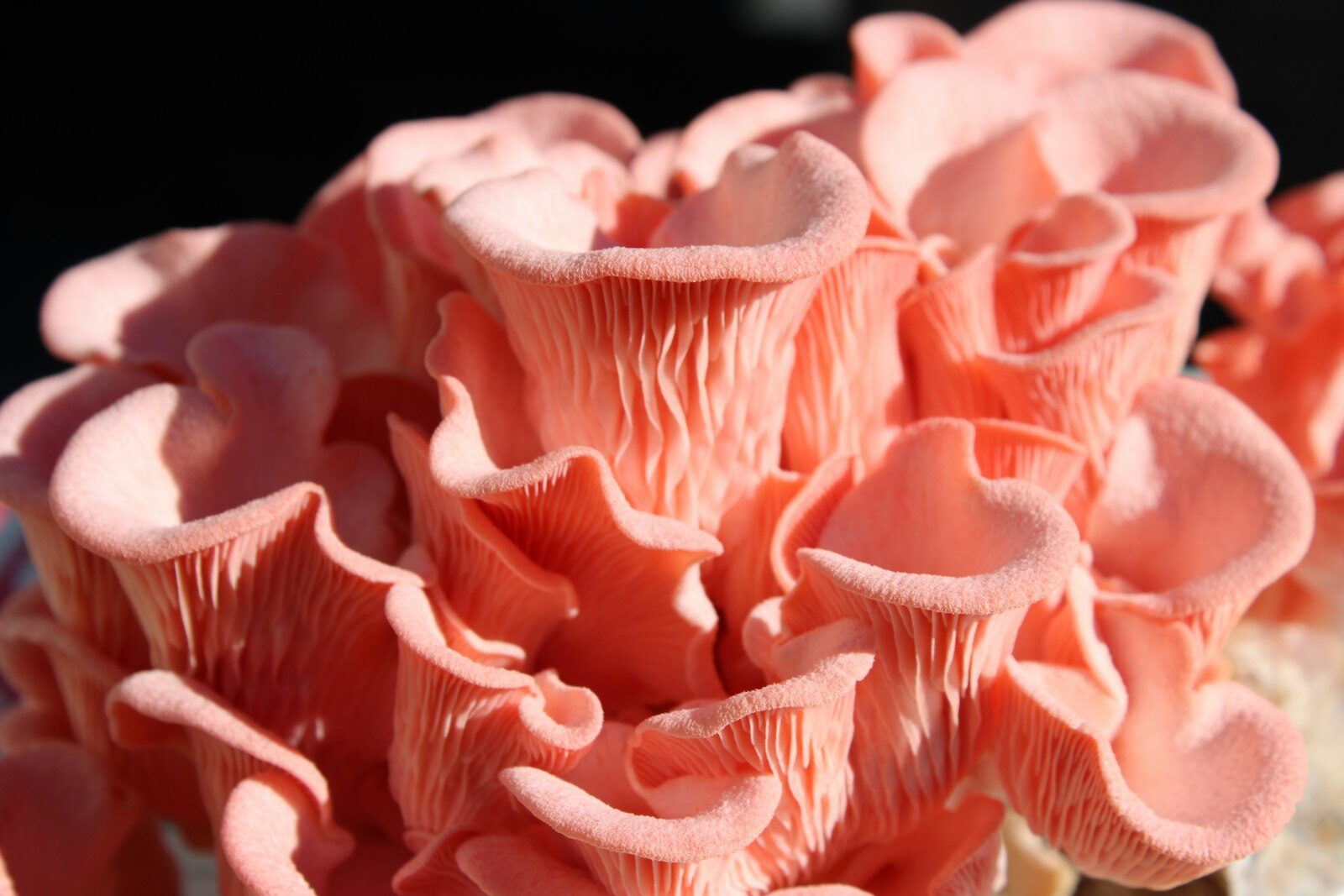 Pleurotes roses bio en pleine pousse, best-seller de la gamme