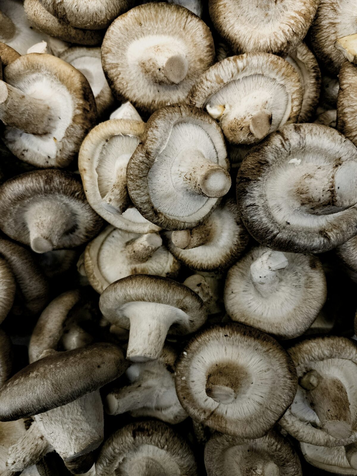 Champignons shiitake bio bruns fraîchement récoltés, texture charnue