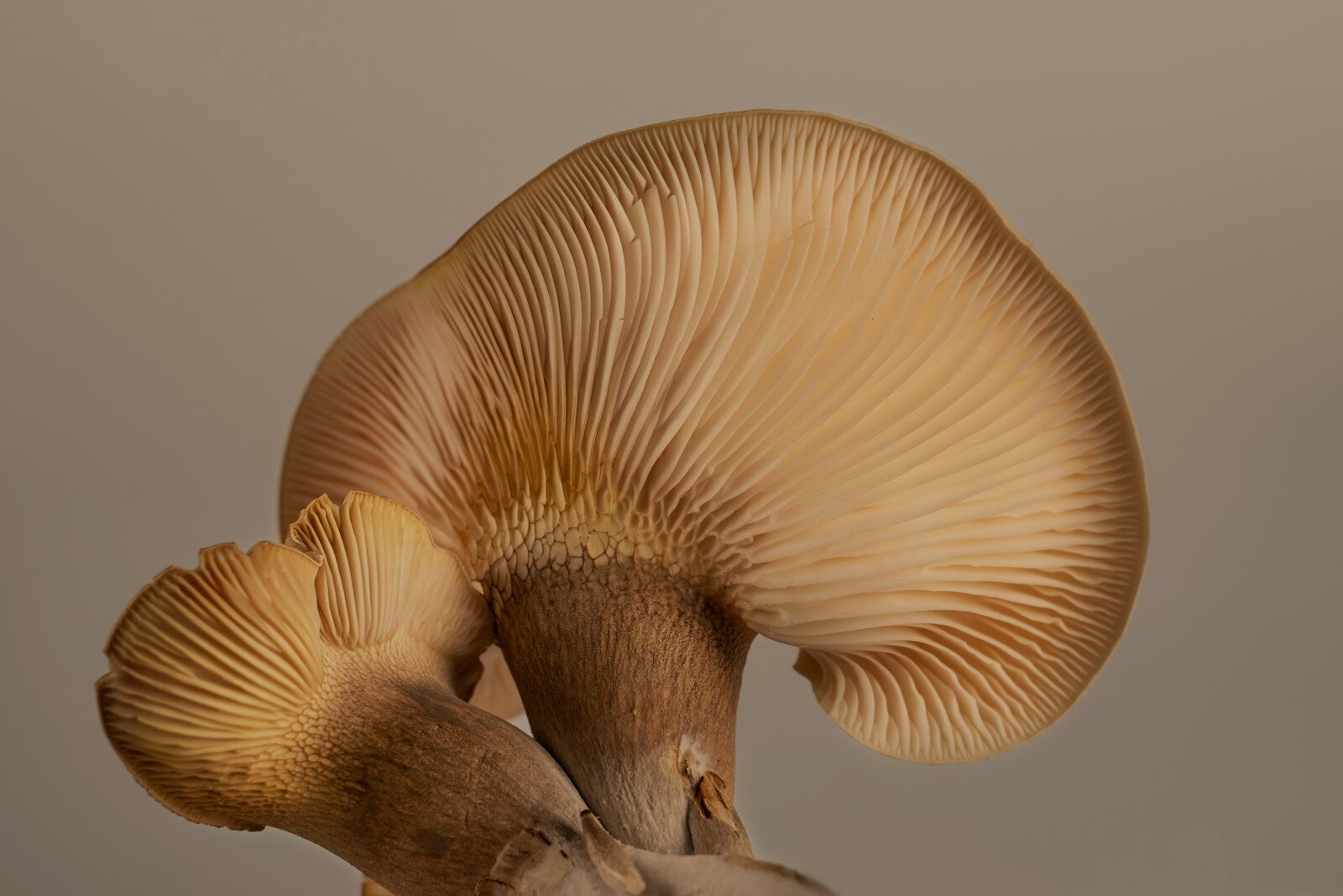 Gros plan sur un large chapeau de pleurote bio vu de dessous, lamelles apparentes